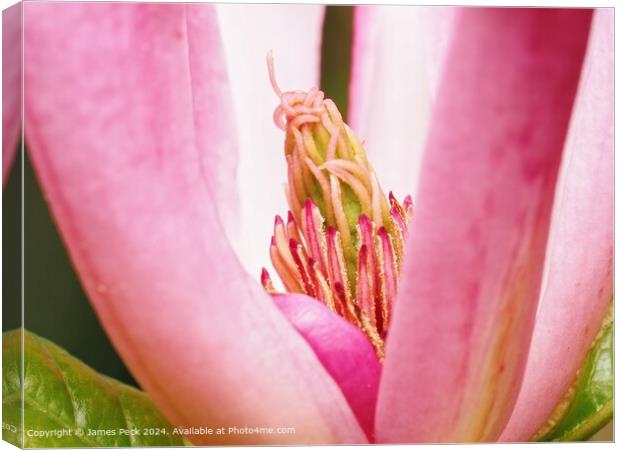 Close up of Magnolia flower Canvas Print by James Peck