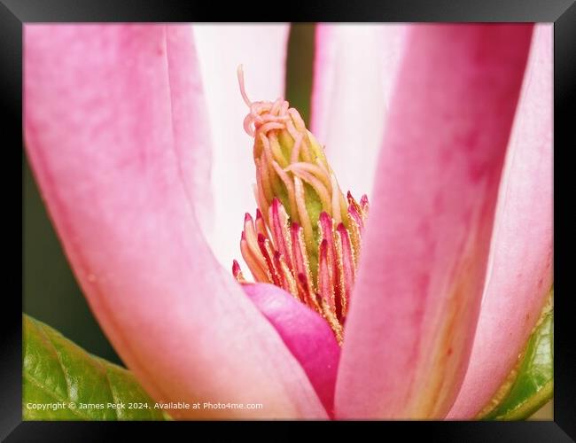 Close up of Magnolia flower Framed Print by James Peck