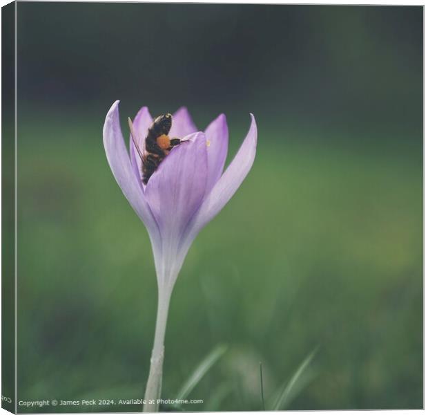 Crocus in spring with Honey bee Canvas Print by James Peck