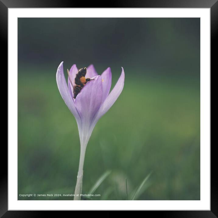 Crocus in spring with Honey bee Framed Mounted Print by James Peck