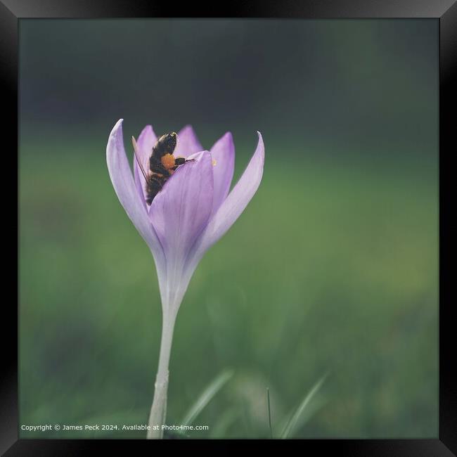 Crocus in spring with Honey bee Framed Print by James Peck