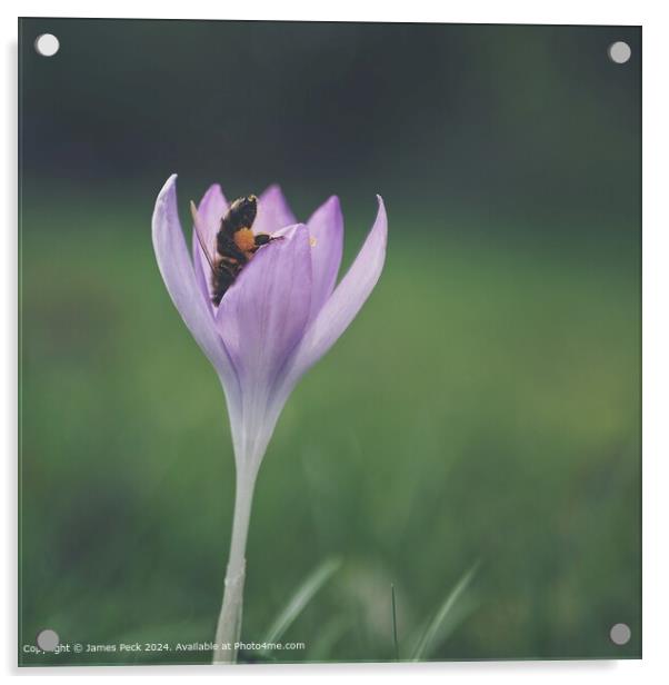 Crocus in spring with Honey bee Acrylic by James Peck