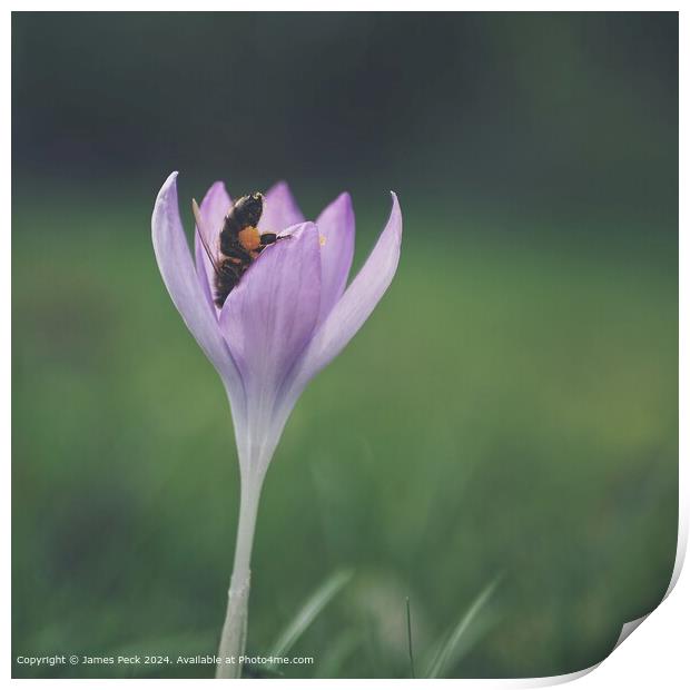 Crocus in spring with Honey bee Print by James Peck