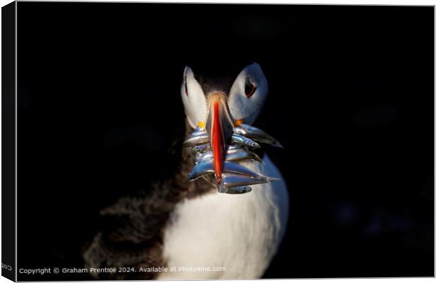 Puffin with sand eels Canvas Print by Graham Prentice