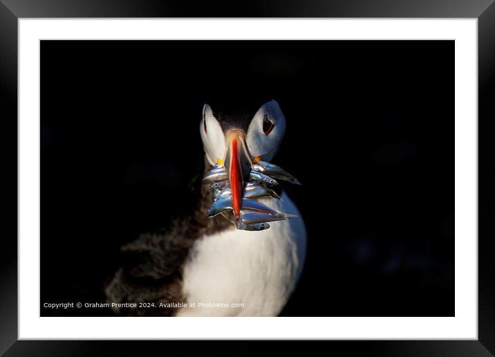 Puffin with sand eels Framed Mounted Print by Graham Prentice