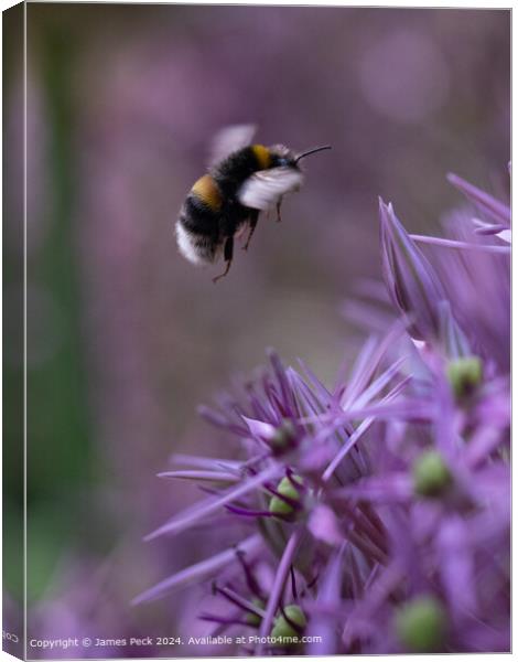 Bumble Bee and Allium  Canvas Print by James Peck
