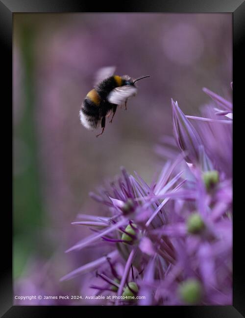 Bumble Bee and Allium  Framed Print by James Peck