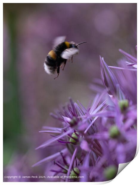 Bumble Bee and Allium  Print by James Peck