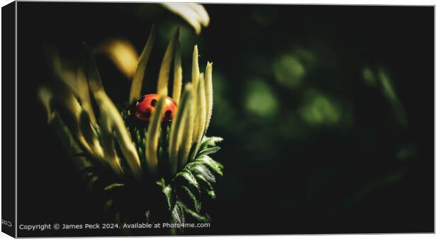 Ladybird on a flower Canvas Print by James Peck