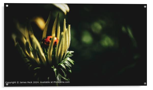 Ladybird on a flower Acrylic by James Peck
