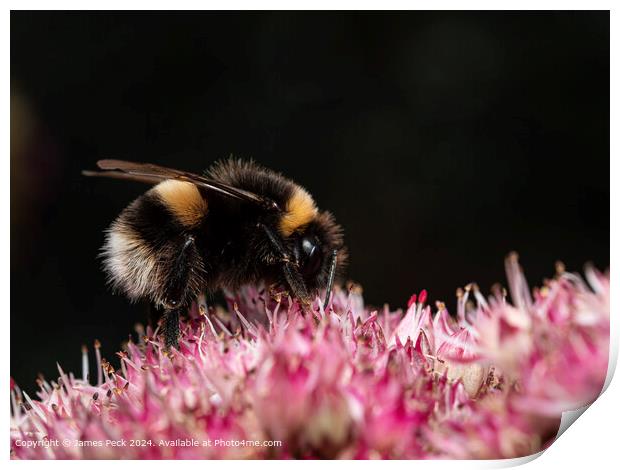 Bumble bee on flower  Print by James Peck