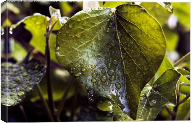 Raindrops on Ivy Leaves Canvas Print by Tom McPherson