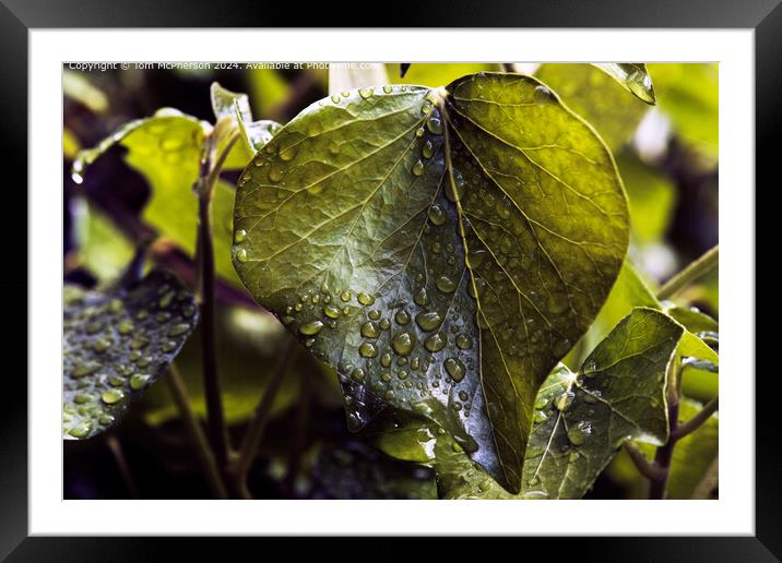 Raindrops on Ivy Leaves Framed Mounted Print by Tom McPherson