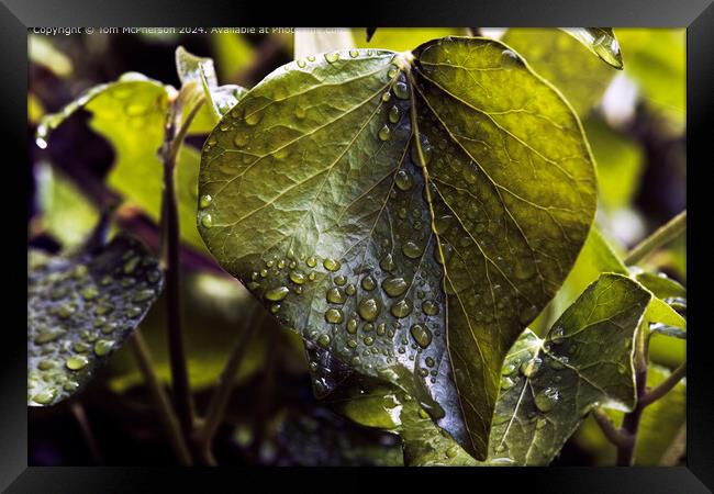 Raindrops on Ivy Leaves Framed Print by Tom McPherson