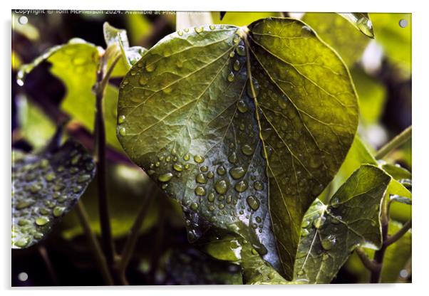 Raindrops on Ivy Leaves Acrylic by Tom McPherson