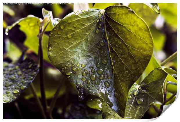 Raindrops on Ivy Leaves Print by Tom McPherson