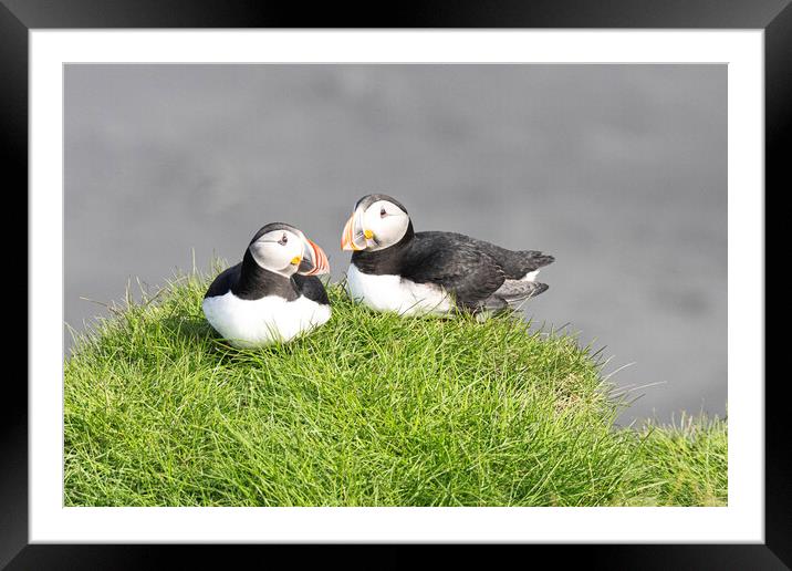 Pair of Atlantic Puffins, Framed Mounted Print by kathy white