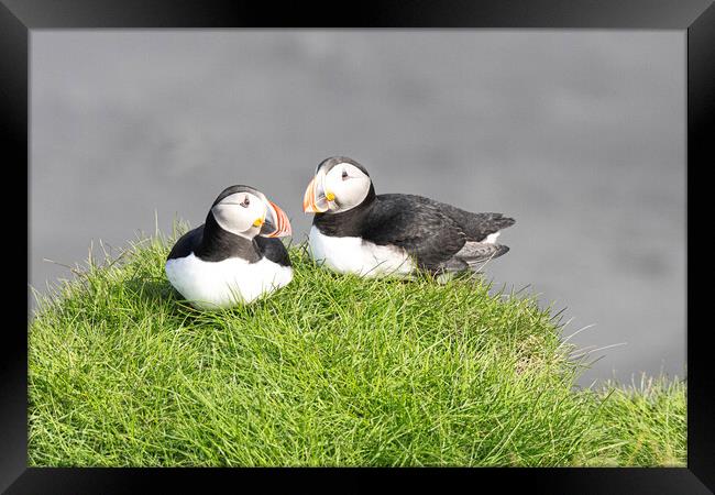 Pair of Atlantic Puffins, Framed Print by kathy white