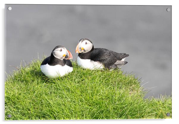 Pair of Atlantic Puffins, Acrylic by kathy white