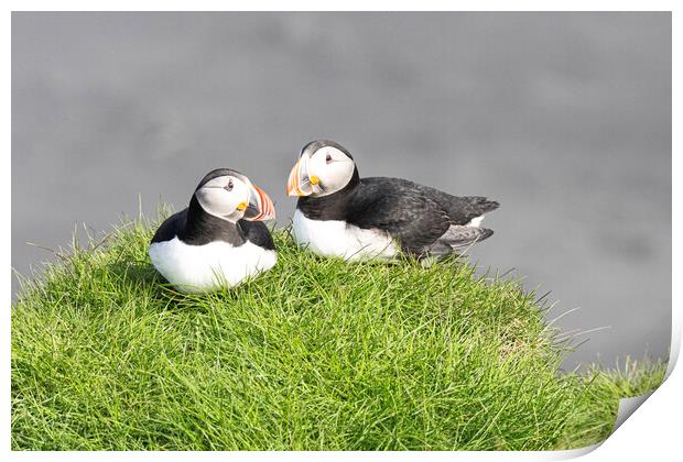 Pair of Atlantic Puffins, Print by kathy white