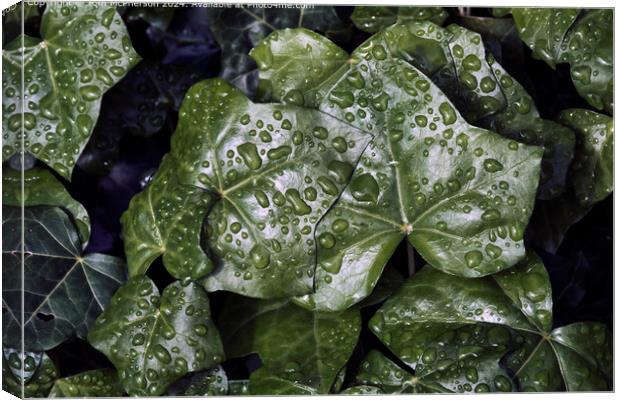 Raindrops on Ivy Canvas Print by Tom McPherson