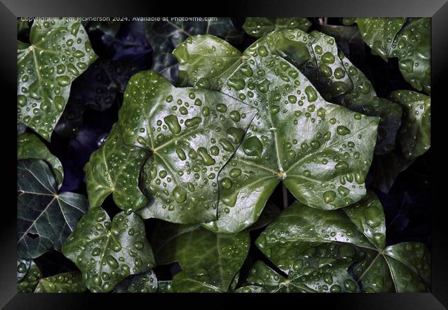Raindrops on Ivy Framed Print by Tom McPherson