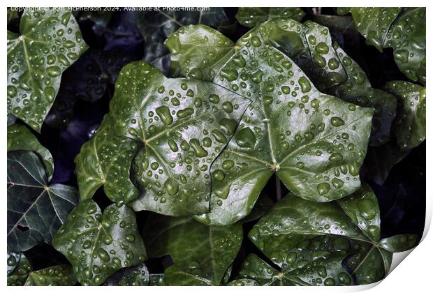Raindrops on Ivy Print by Tom McPherson