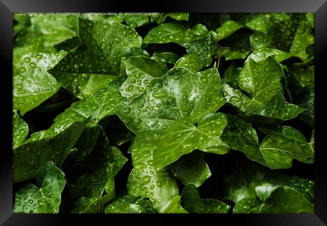 Raindrops on Ivy Leaves Framed Print by Tom McPherson