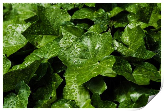 Raindrops on Ivy Leaves Print by Tom McPherson