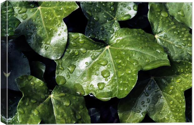 Raindrops on Ivy Canvas Print by Tom McPherson