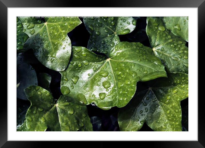 Raindrops on Ivy Framed Mounted Print by Tom McPherson