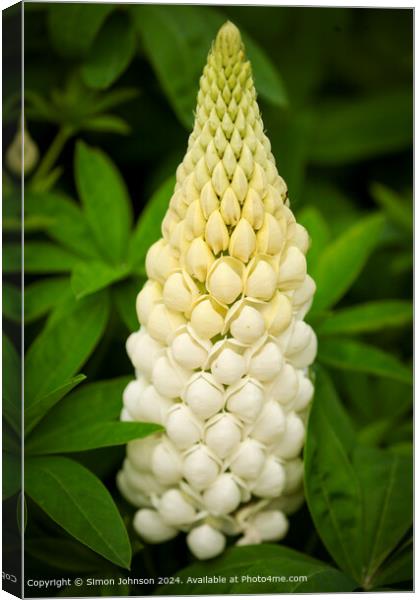 Close up of a white  lupin flower  Cotswolds Gloucestershire  Canvas Print by Simon Johnson