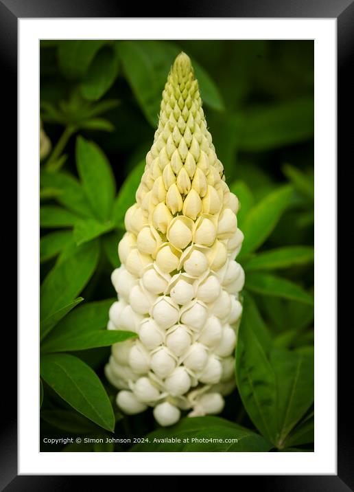 Close up of a white  lupin flower  Cotswolds Gloucestershire  Framed Mounted Print by Simon Johnson