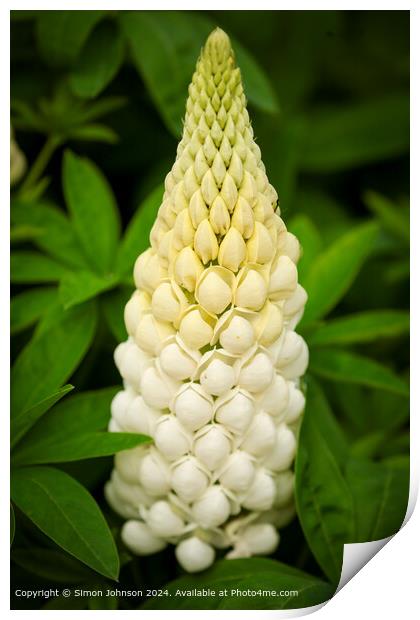 Close up of a white  lupin flower  Cotswolds Gloucestershire  Print by Simon Johnson