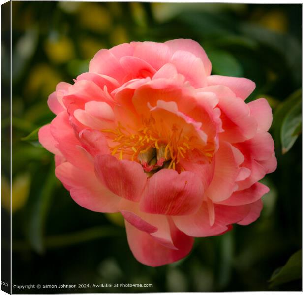 Close up of a pink Peony flower with a soft focus Canvas Print by Simon Johnson