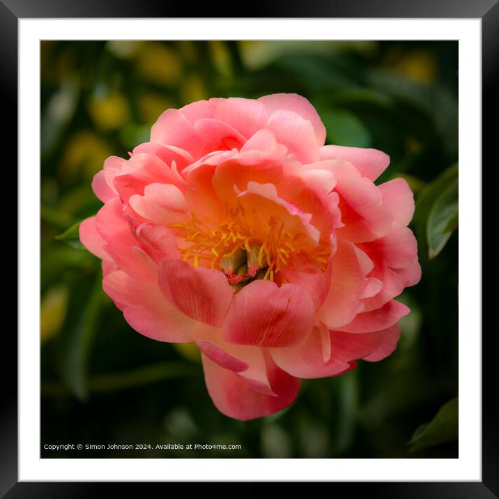 Close up of a pink Peony flower with a soft focus Framed Mounted Print by Simon Johnson