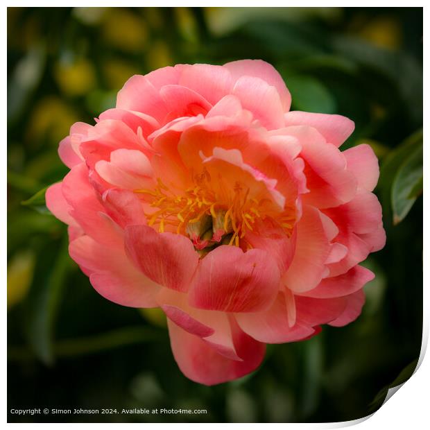 Close up of a pink Peony flower with a soft focus Print by Simon Johnson