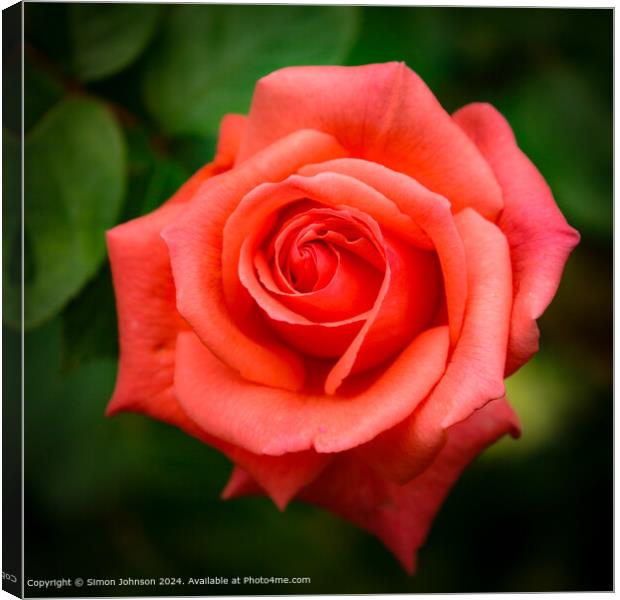 Close up of a pink rose  flower with a soft focus Canvas Print by Simon Johnson