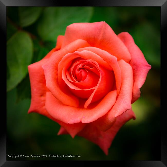 Close up of a pink rose  flower with a soft focus Framed Print by Simon Johnson