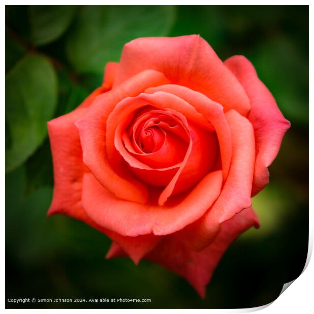 Close up of a pink rose  flower with a soft focus Print by Simon Johnson