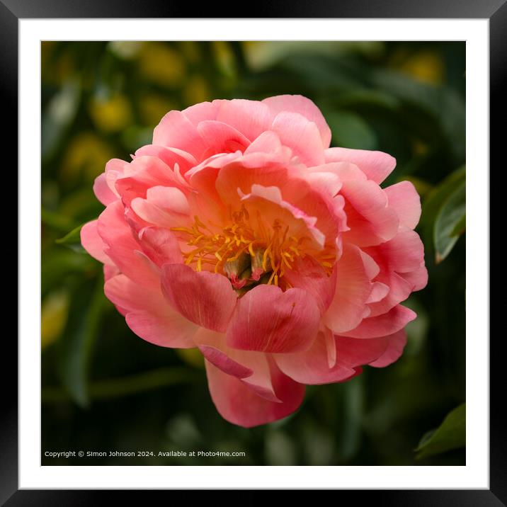 Close up of a pink `Peony flower  Framed Mounted Print by Simon Johnson