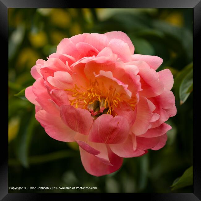 Close up of a pink `Peony flower  Framed Print by Simon Johnson