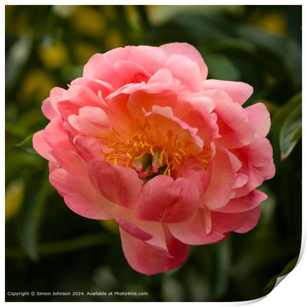 Close up of a pink `Peony flower  Print by Simon Johnson