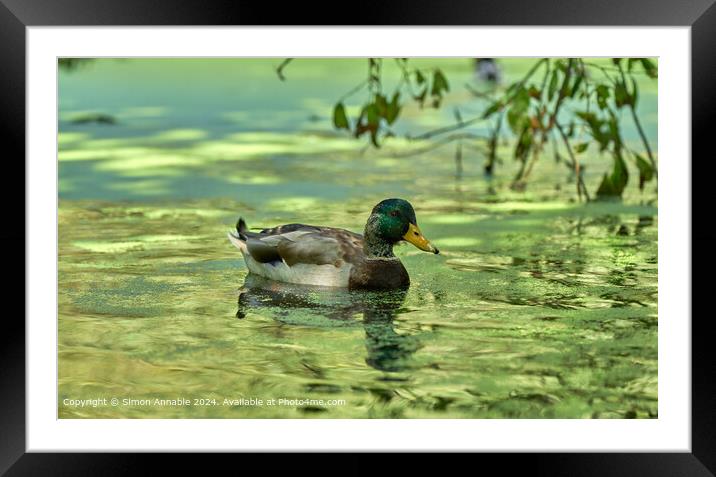 Duck in pond weed Framed Mounted Print by Simon Annable