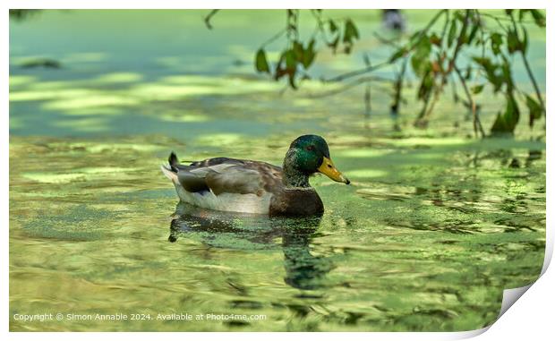 Duck in pond weed Print by Simon Annable