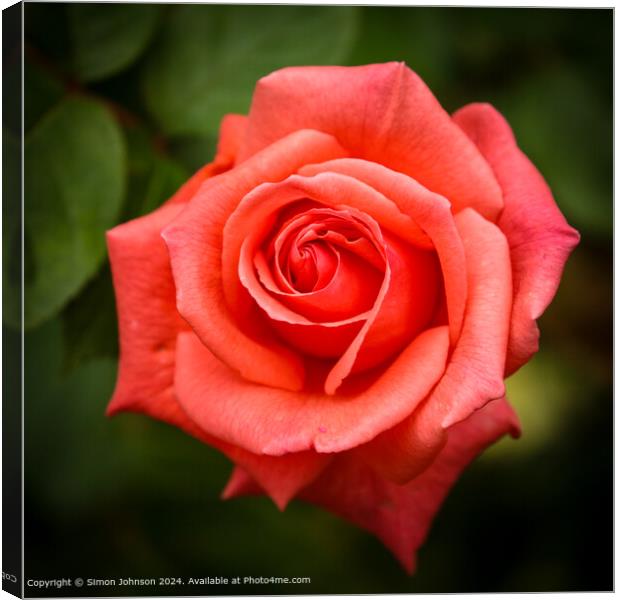 Close up of a pink Rose flower  Canvas Print by Simon Johnson