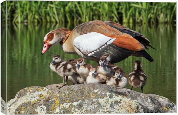 Lovely Egyptian Goose family together on a rock Canvas Print by Ian Duffield