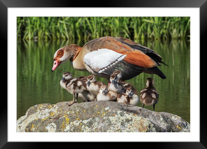 Lovely Egyptian Goose family together on a rock Framed Mounted Print by Ian Duffield