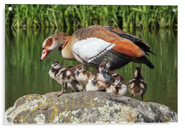 Lovely Egyptian Goose family together on a rock Acrylic by Ian Duffield