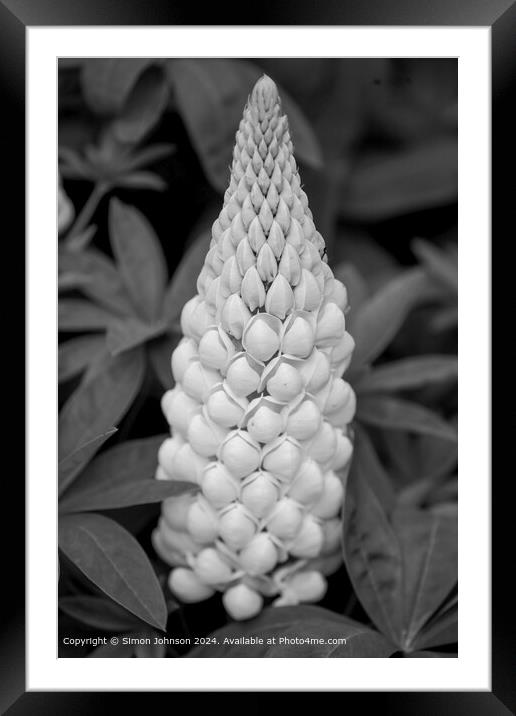 Close up of a white lupin flower in Monochrome  Framed Mounted Print by Simon Johnson